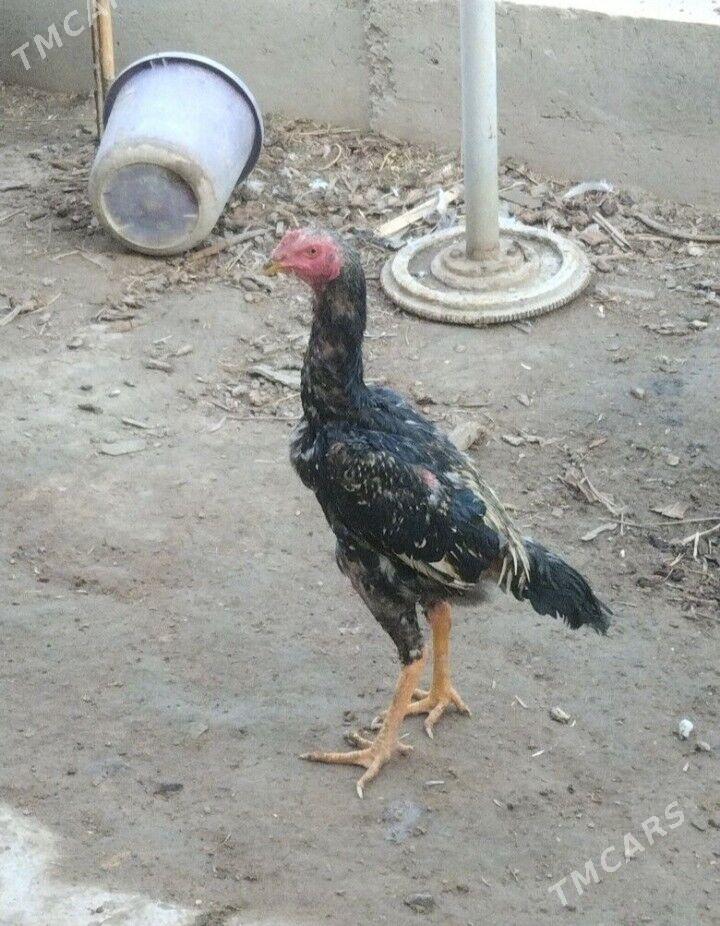 bayysok horaz - Туркменабат - img 1