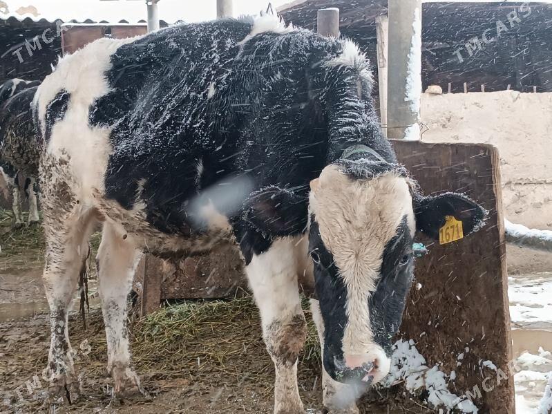 Сыгыр - Gökdepe - img 1