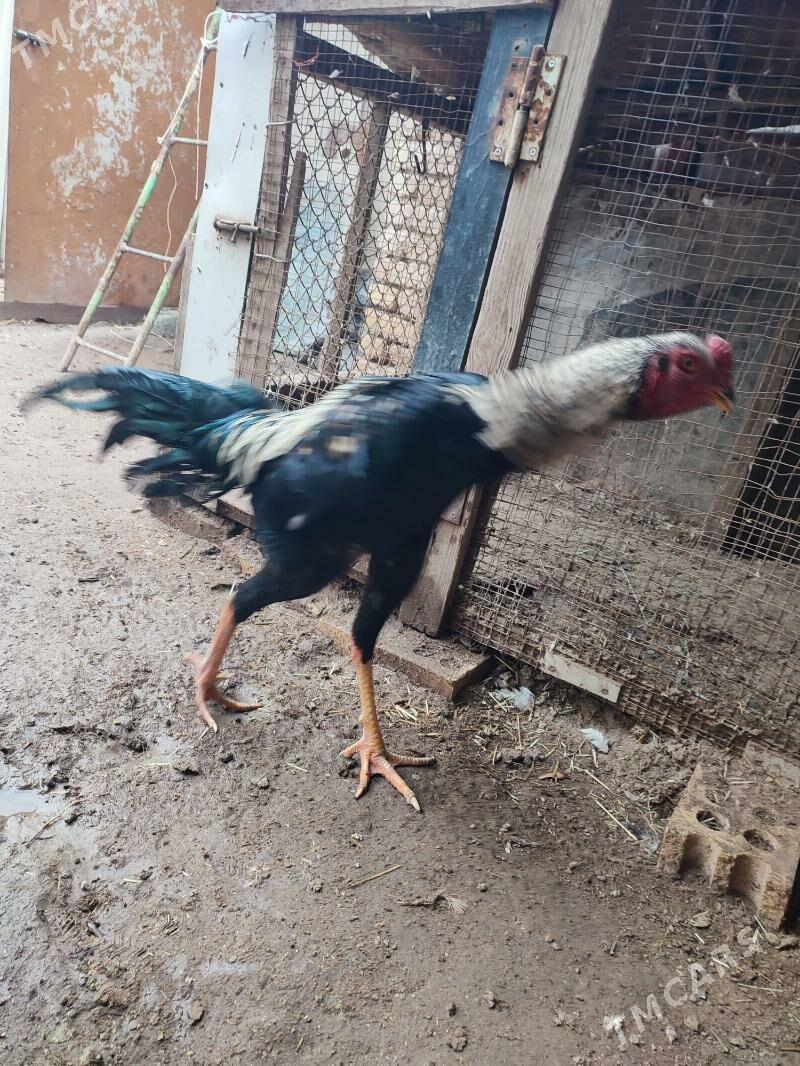 Horaz - Туркменабат - img 1