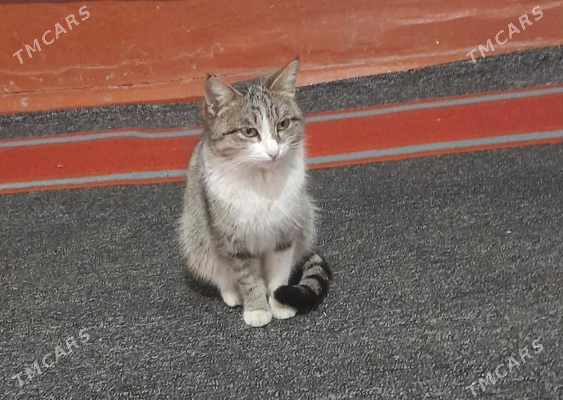 pişik - Daşoguz - img 1