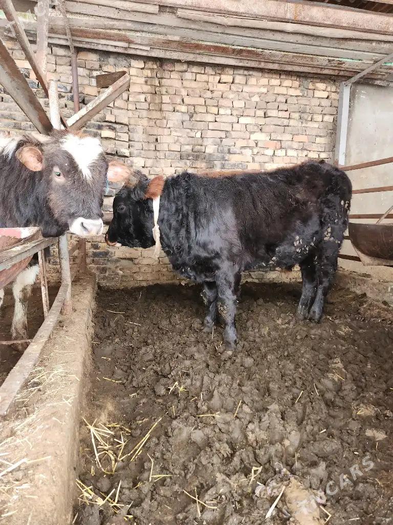 Okuzler - Ашхабад - img 1