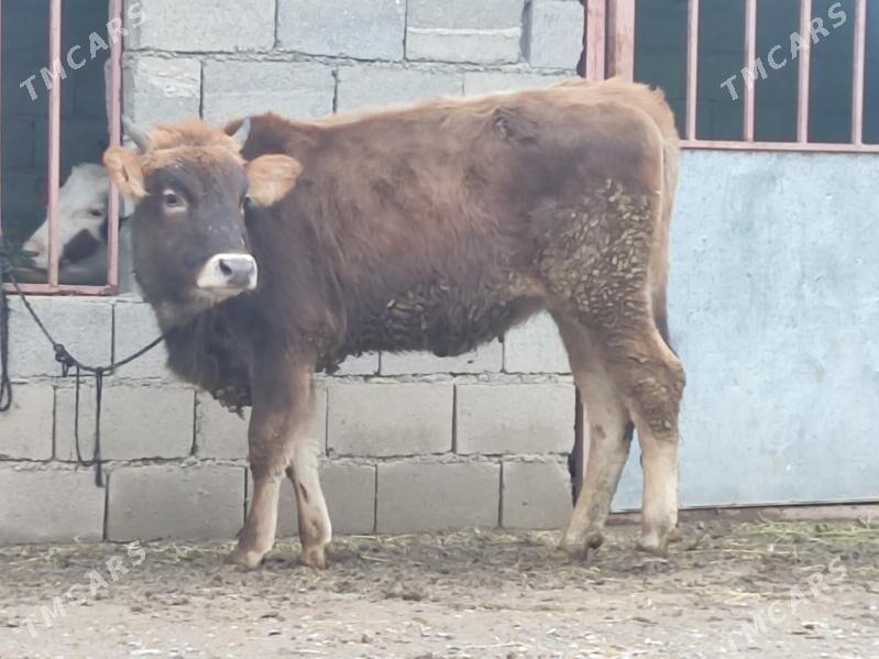 semiz tuwe - Gökdepe - img 1