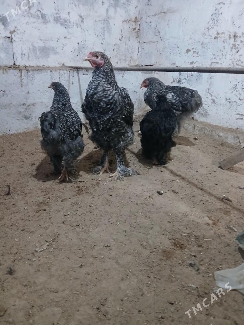 Brama juyjeler - Гёкдже - img 1