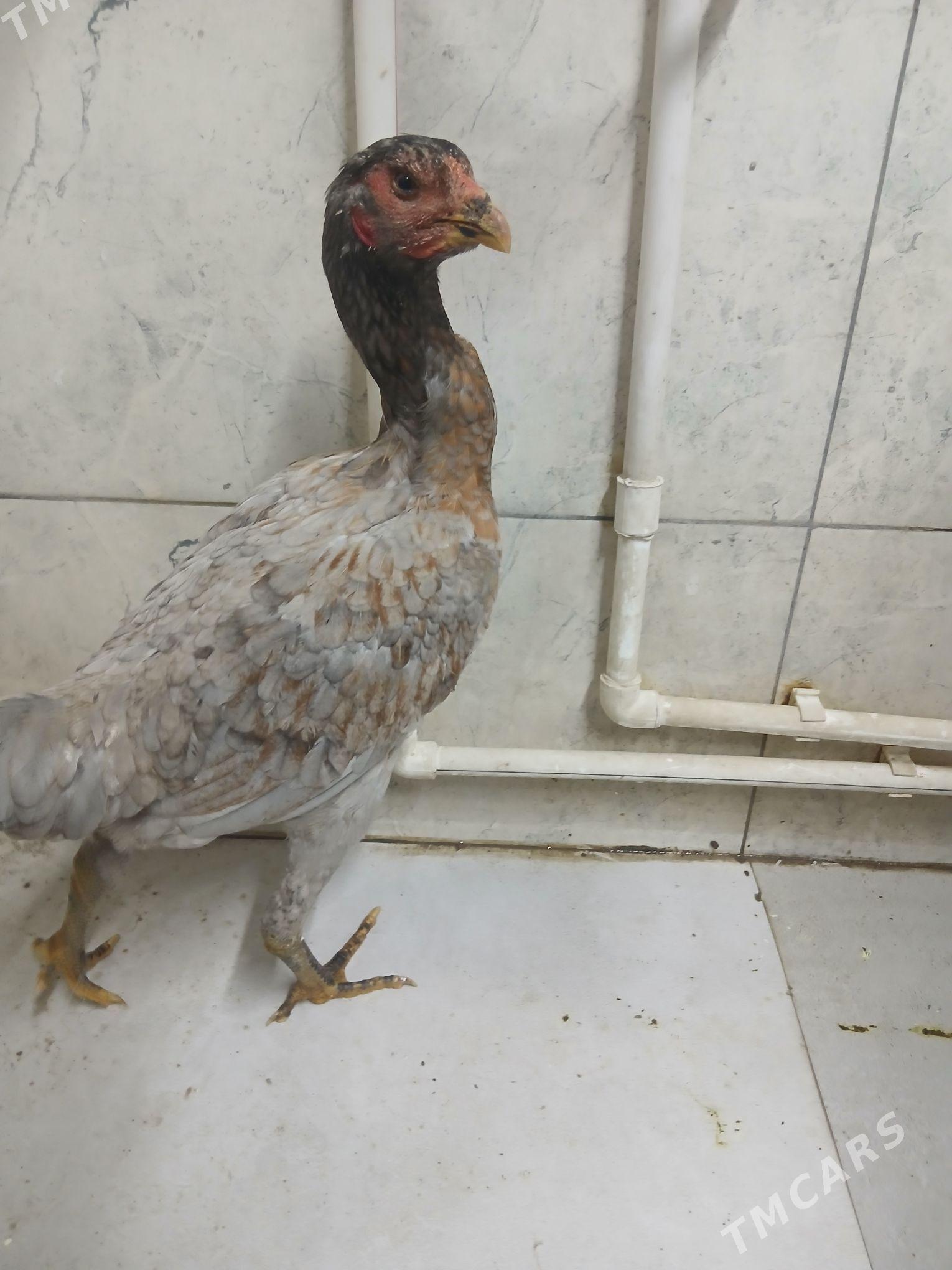 baysov tovuk - Türkmenabat - img 1