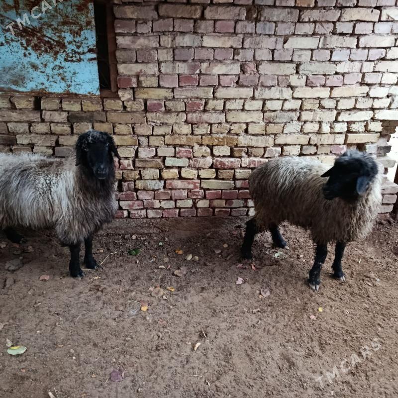 goyun - Tejen - img 1