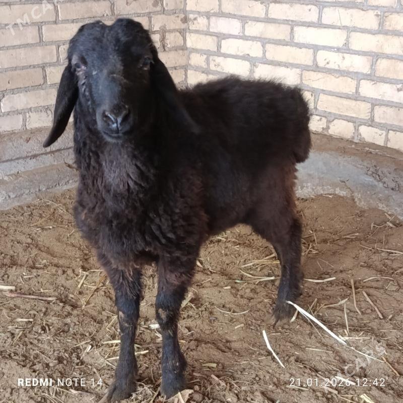 Gockar - Чарджоу - img 1