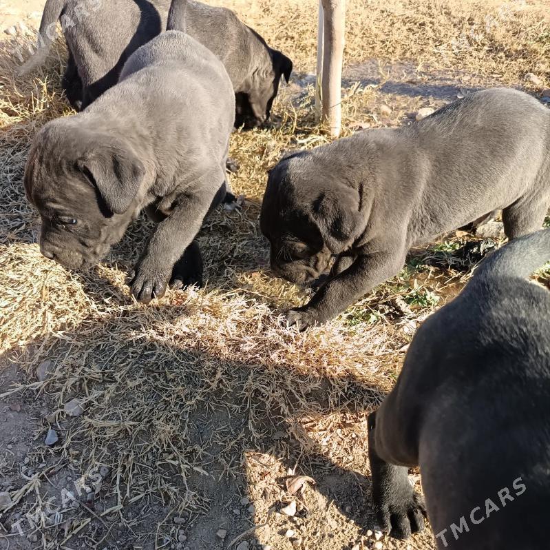 ЩЕНКИ КАНЕ КОРСО - Balkanabat - img 1