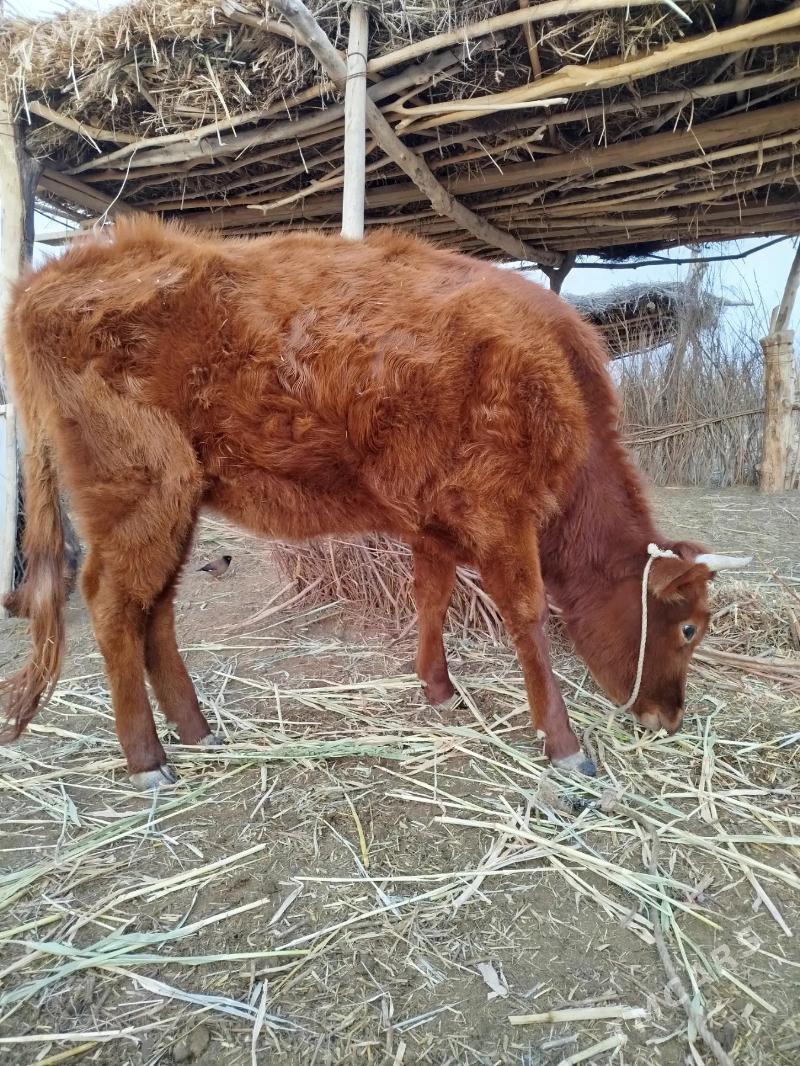 Gaçar - Türkmenbaşy etr. - img 1