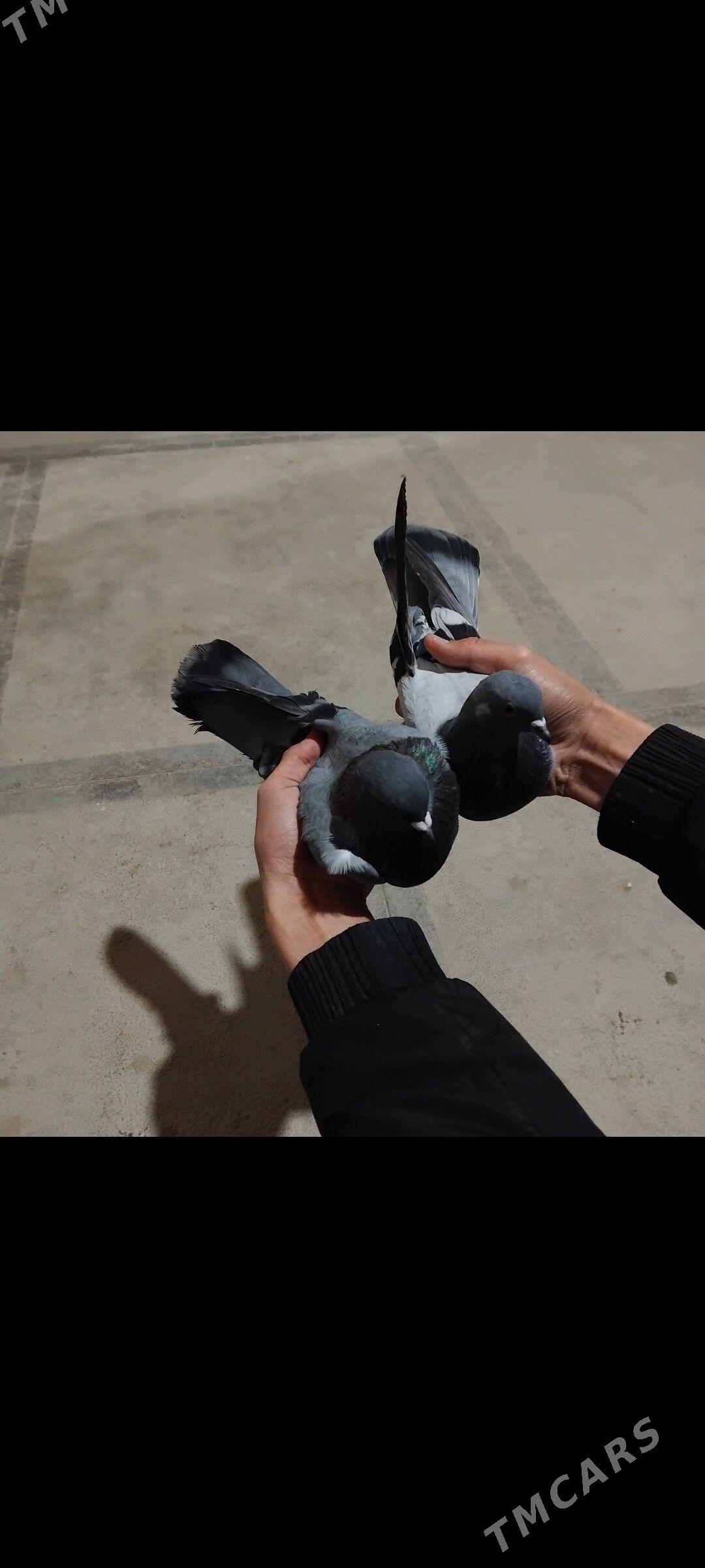 kepderi - Мары - img 1