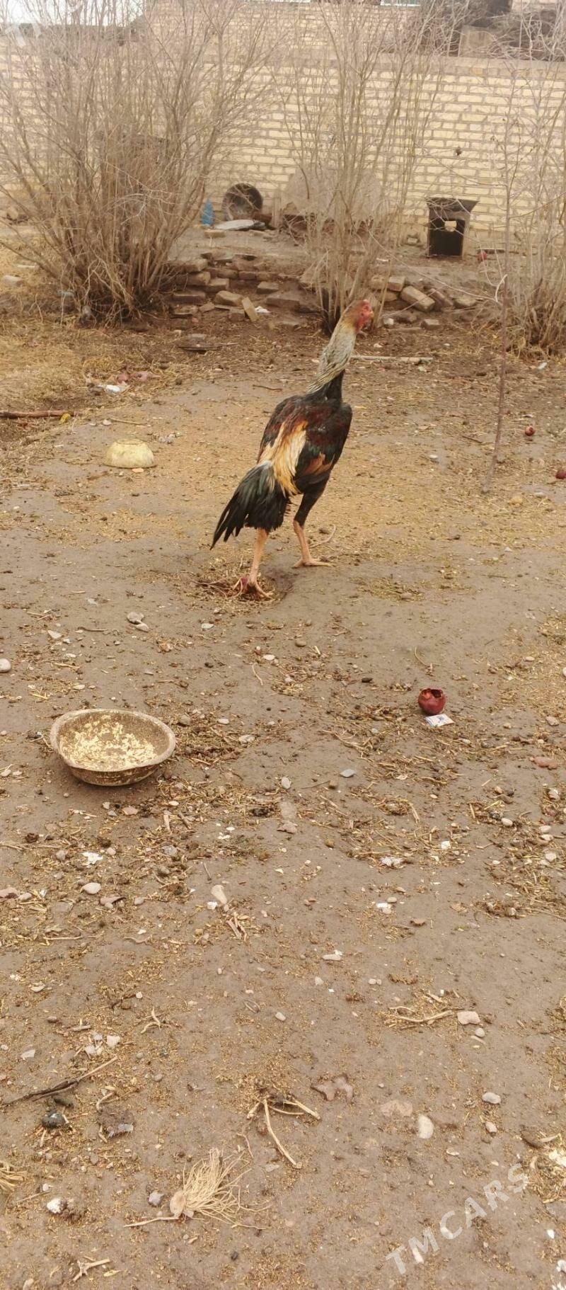 boysow horaz - Ходжамбаз - img 1