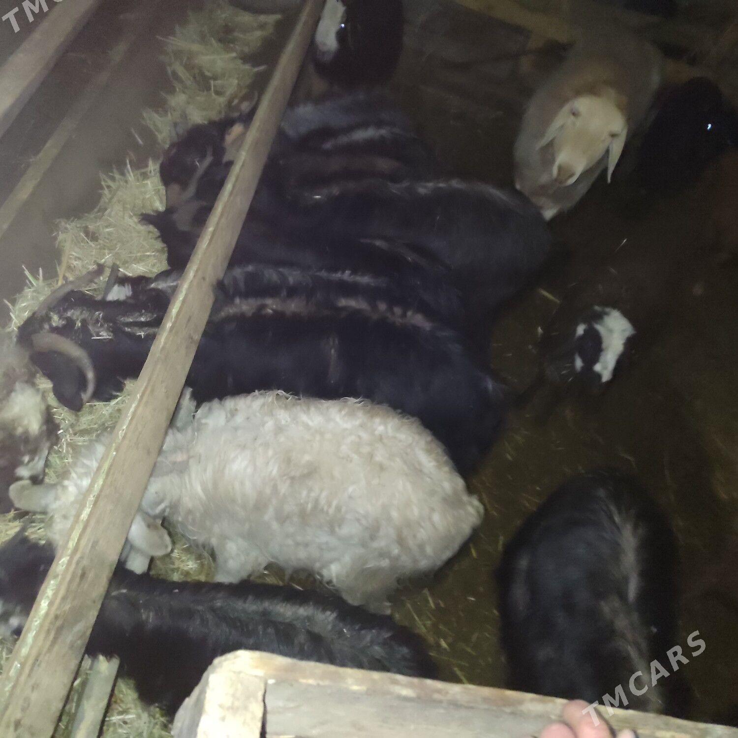 Geçi cebis - Бахарден - img 1