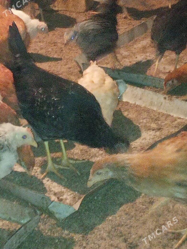 jüýe - Saýat - img 1