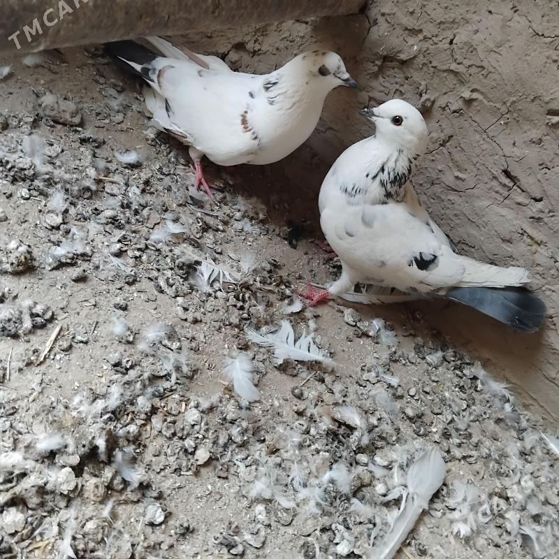 kepderi - Mary - img 1