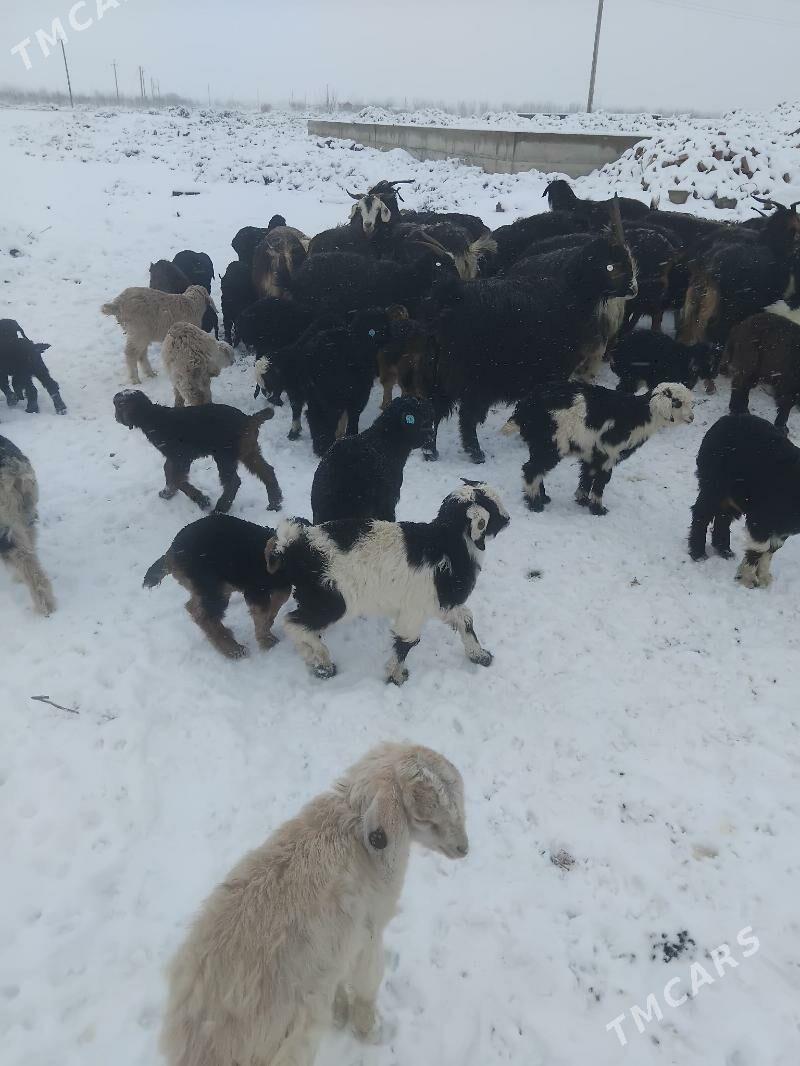 guzyly goyun - Bäherden - img 1