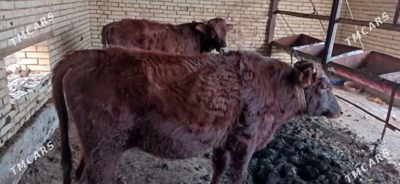 òkùzler - Векильбазар - img 1