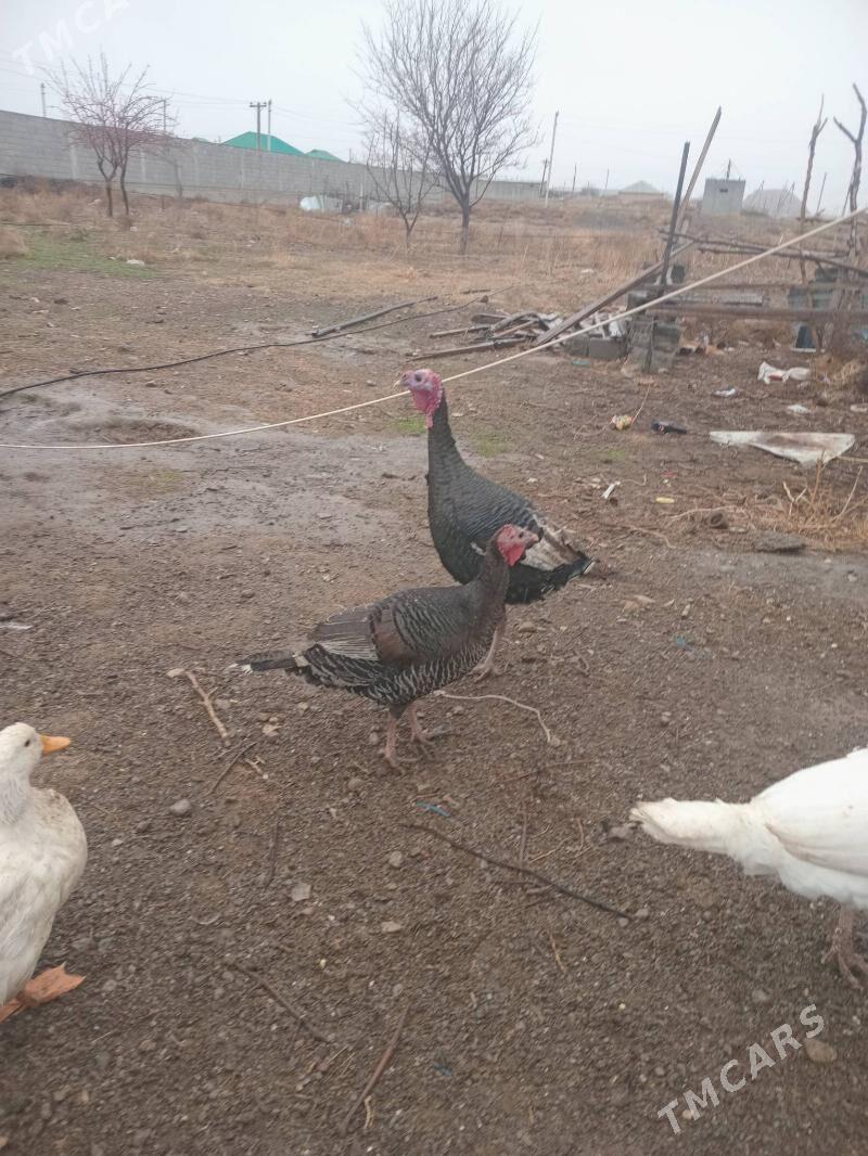 Induk. - Gökdepe - img 1