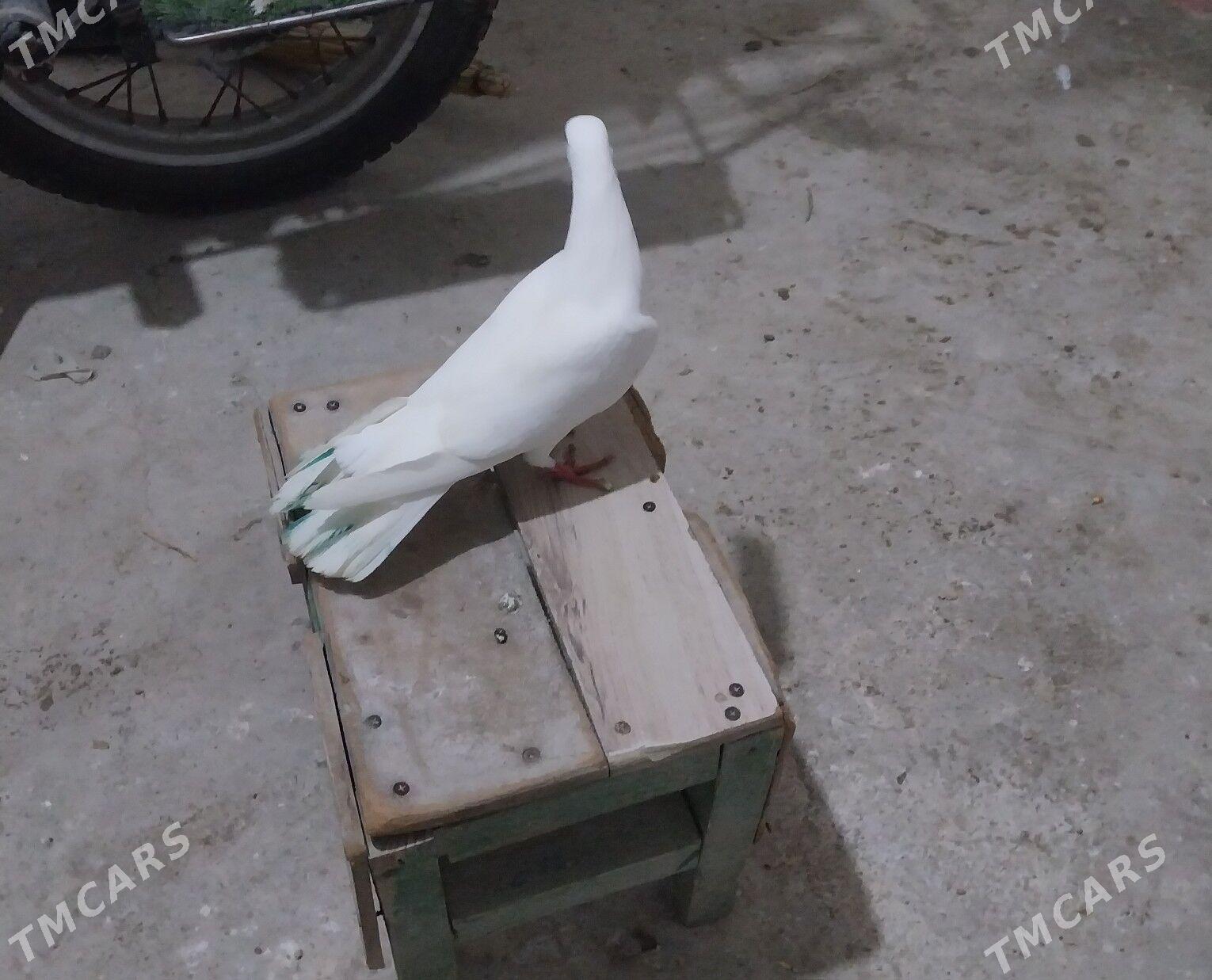 kepderi - Gyzylarbat - img 1