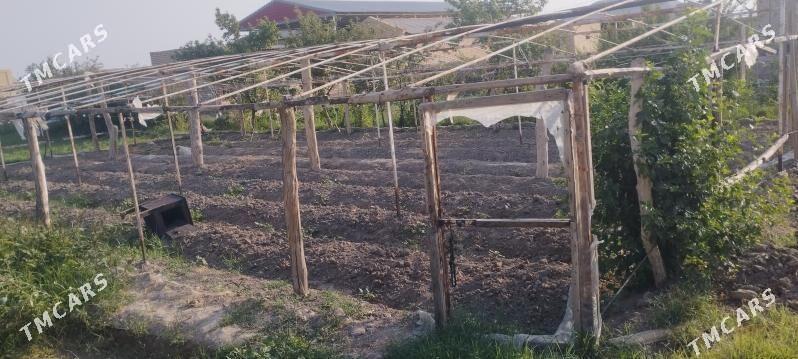 Parnyk Teblisa - Sakarçäge - img 1