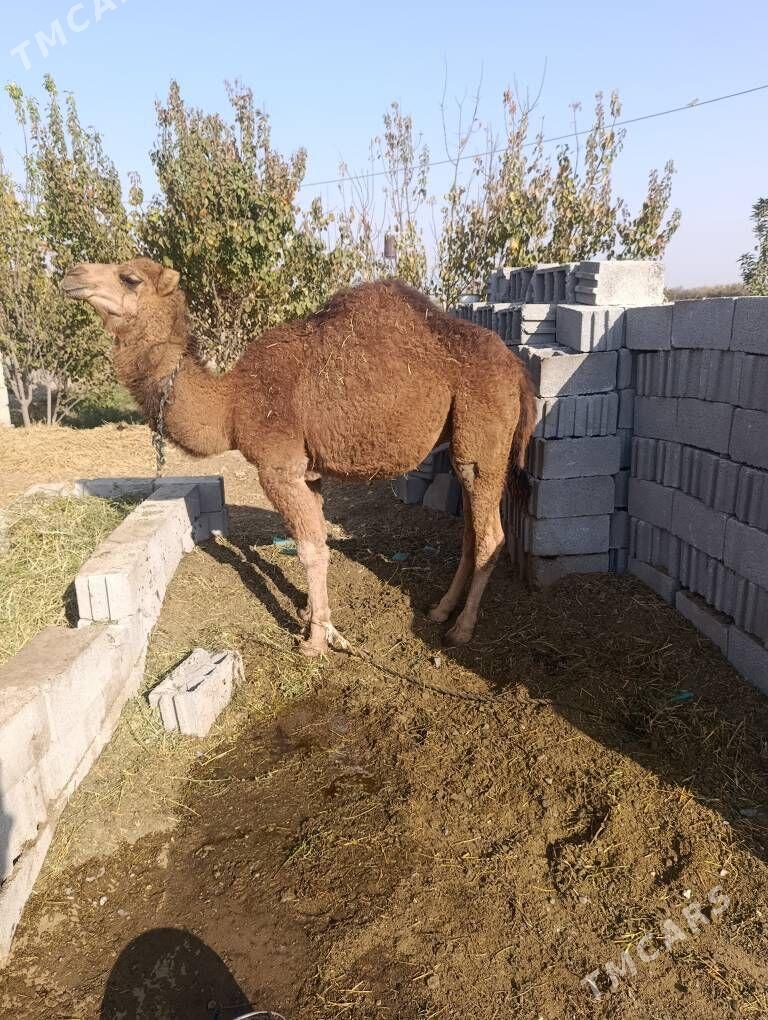 Owsuk - Gökdepe - img 1