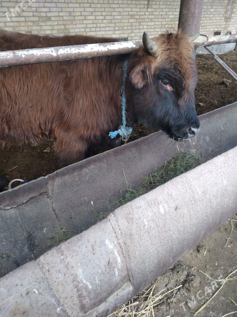 окуз - Çärjew - img 1