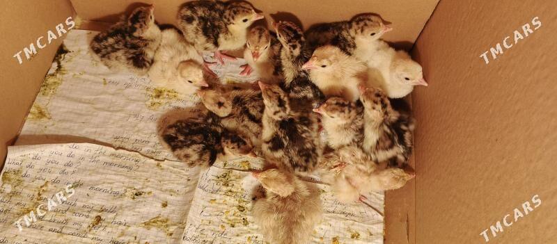 Induk juyje - Murgap - img 1