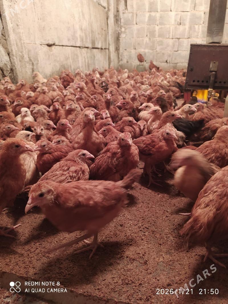 juje - Bäherden - img 1