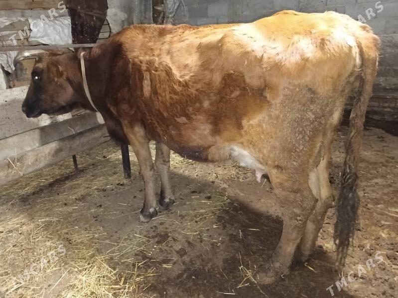 1 sygyr 2 gole - Gyzylarbat - img 1