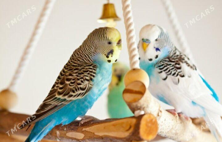 popugay komplekt - Aşgabat - img 1