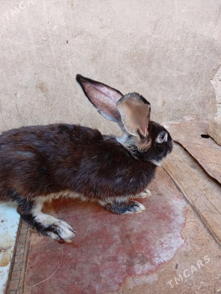 Tovşan velikan - Дашогуз - img 1