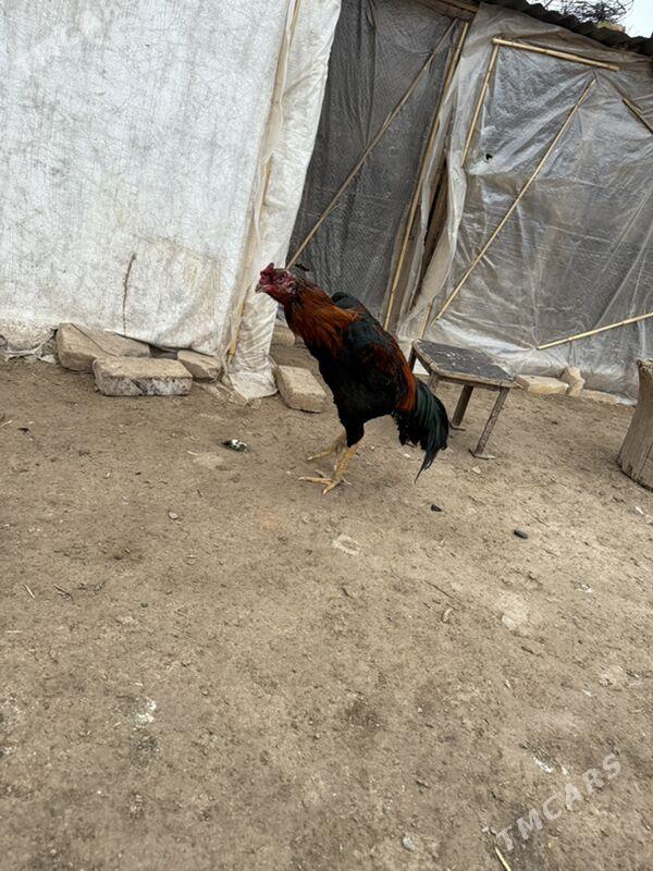 Horaz - Çärjew - img 1