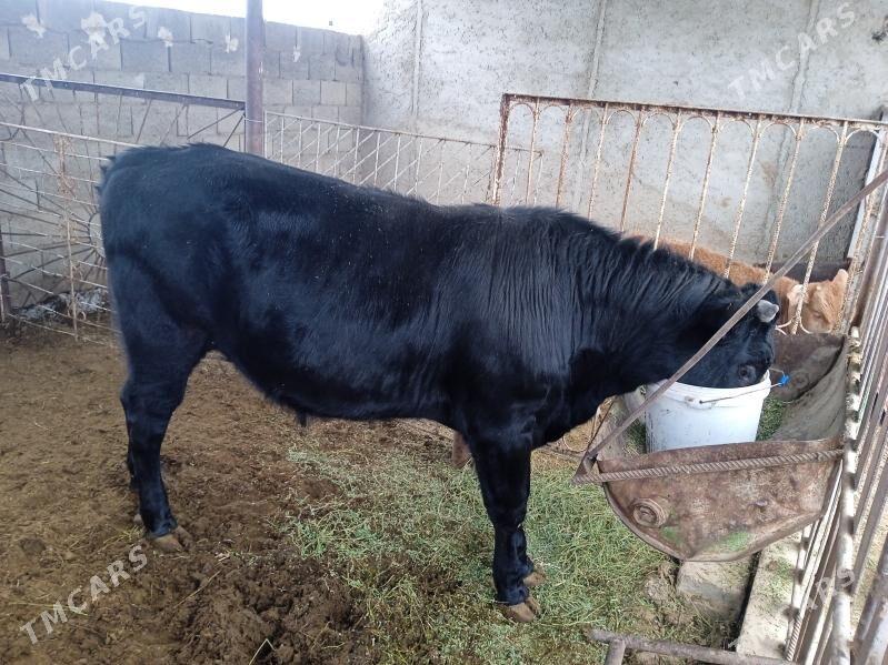 Öküz - Балканабат - img 1