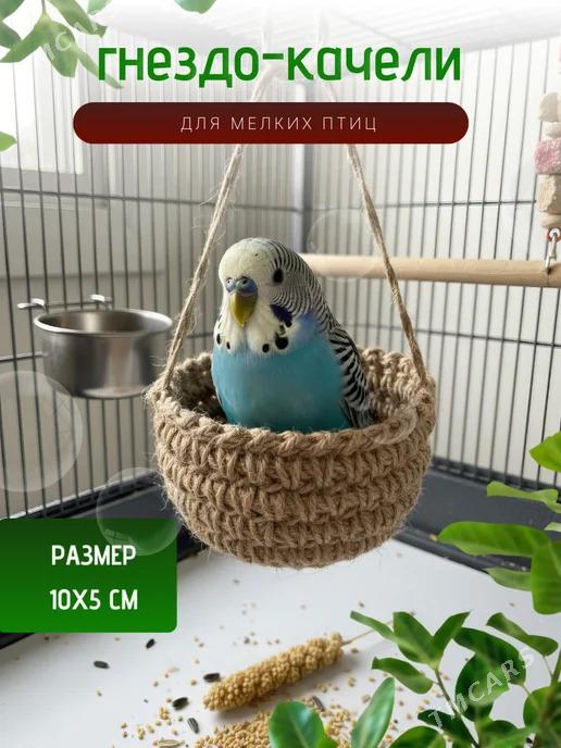 Канарейки амадинки гнезда - Туркменабат - img 1