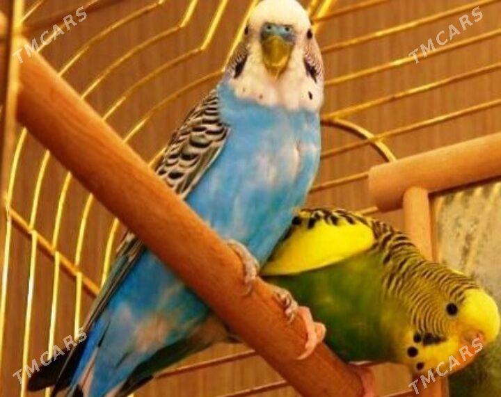 popugay gus pabugay - Ашхабад - img 1