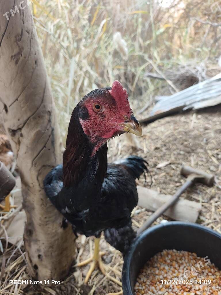 Horaz - Дянев - img 1