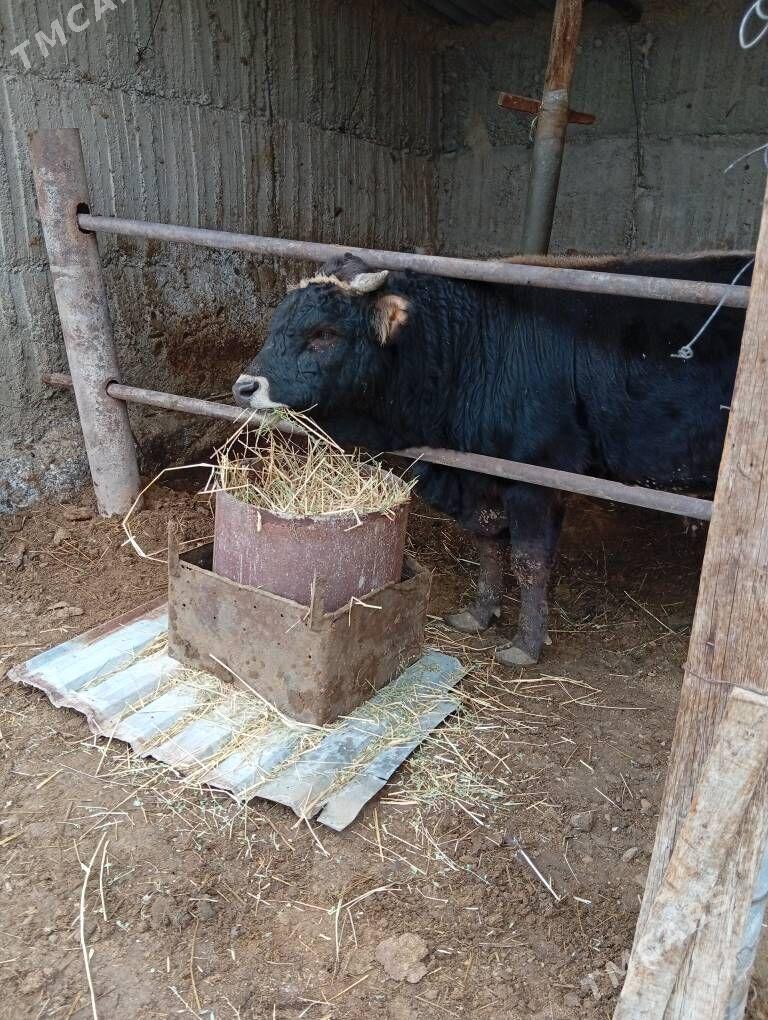 Öküz - Gökdepe - img 1