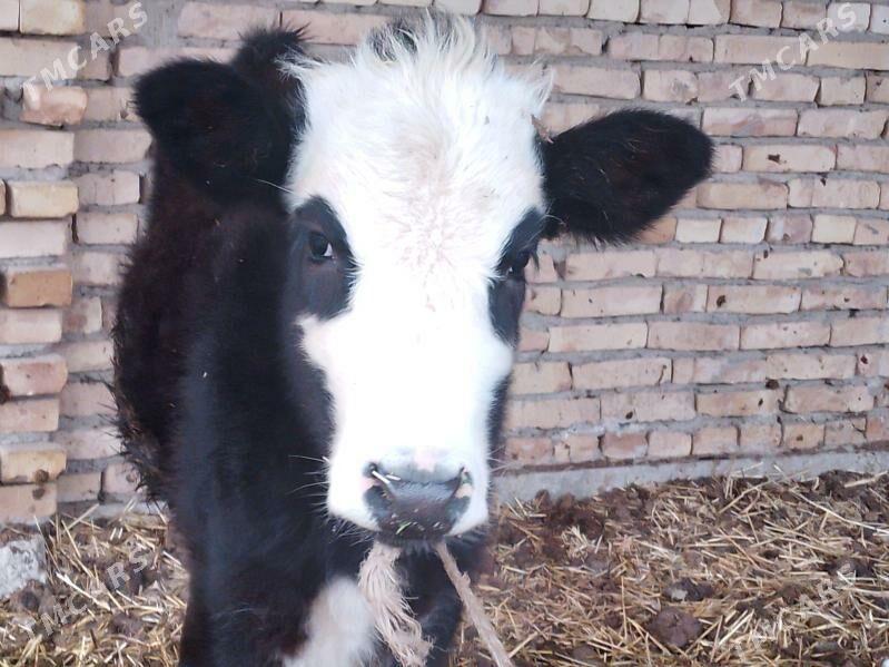 породну окузче ве унаджын - Туркменабат - img 1