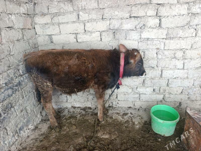 okuz - Бахарден - img 1