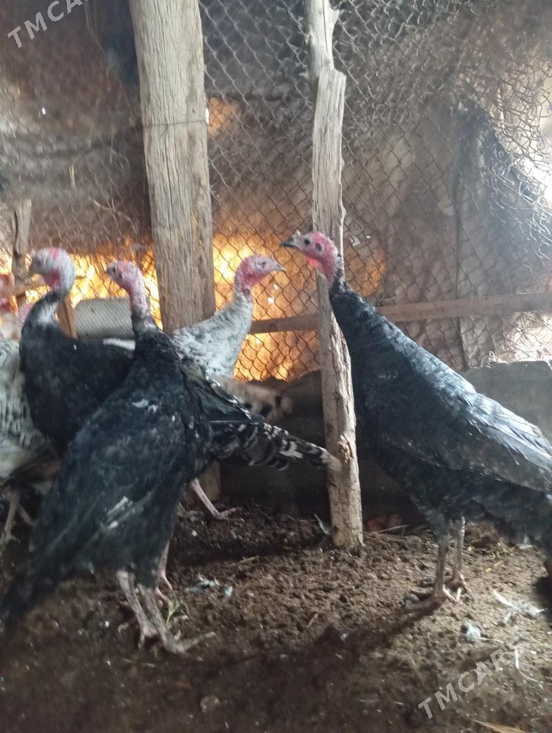 induk - Мары - img 1