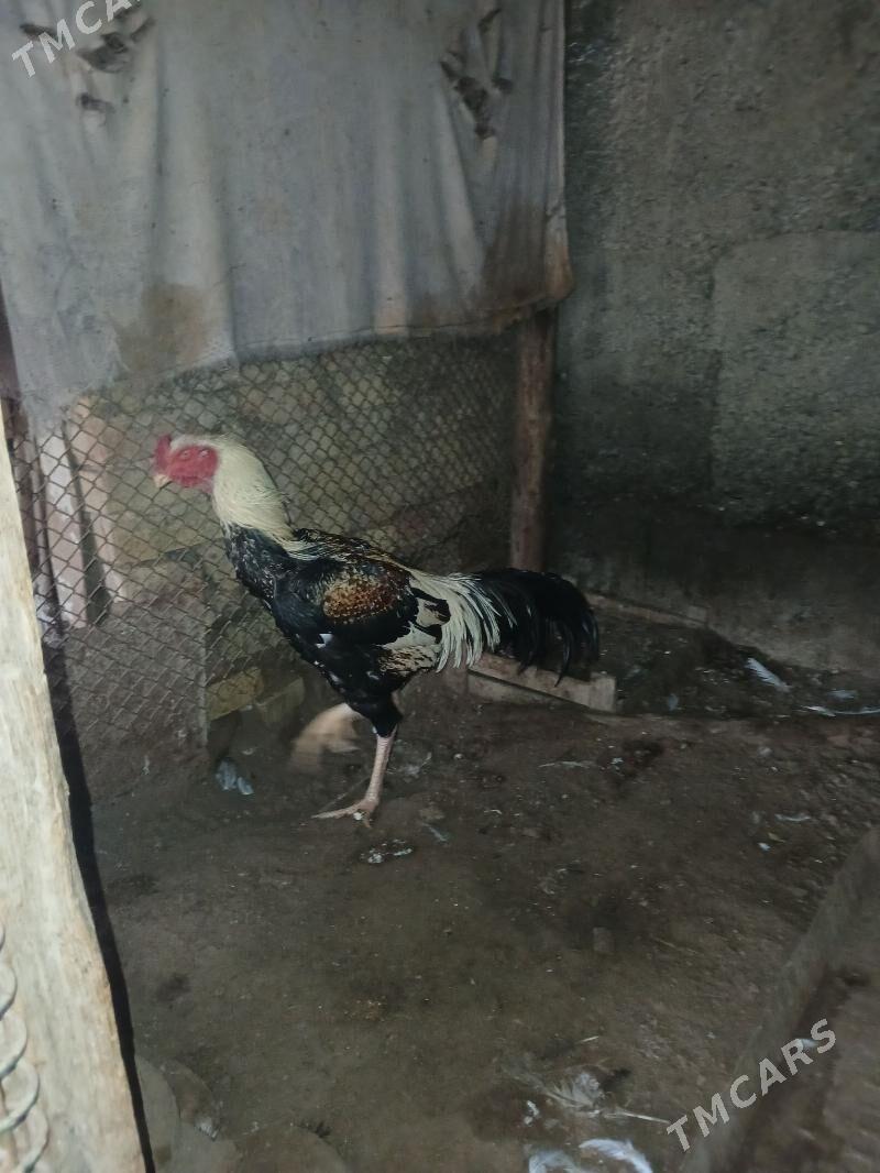 Taskent horaz - Чоганлы - img 1