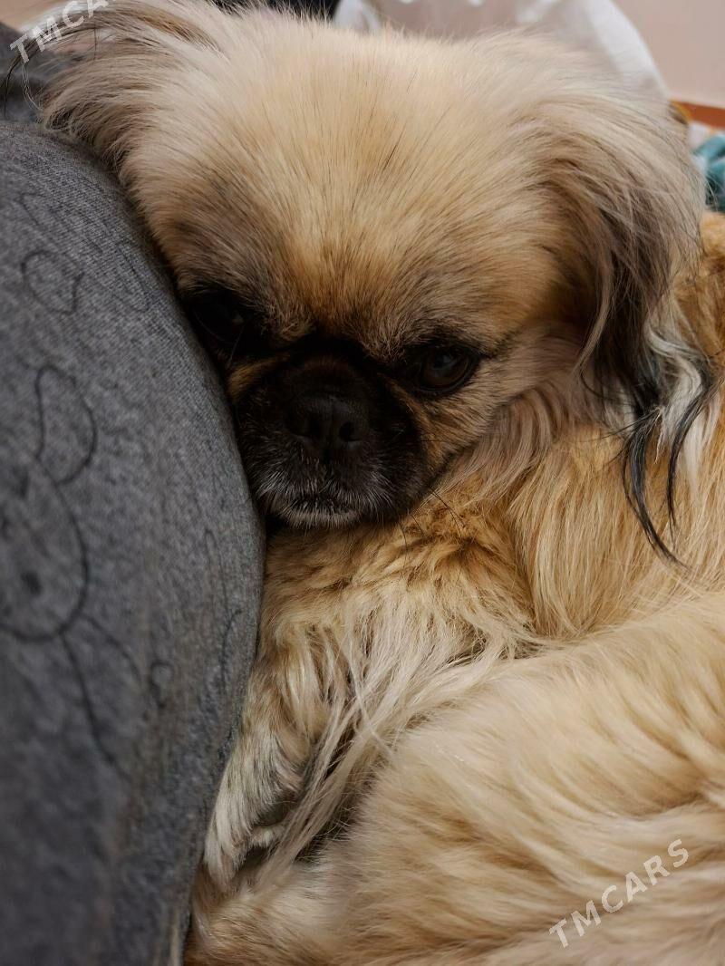 Продаю собаку - Aşgabat - img 1