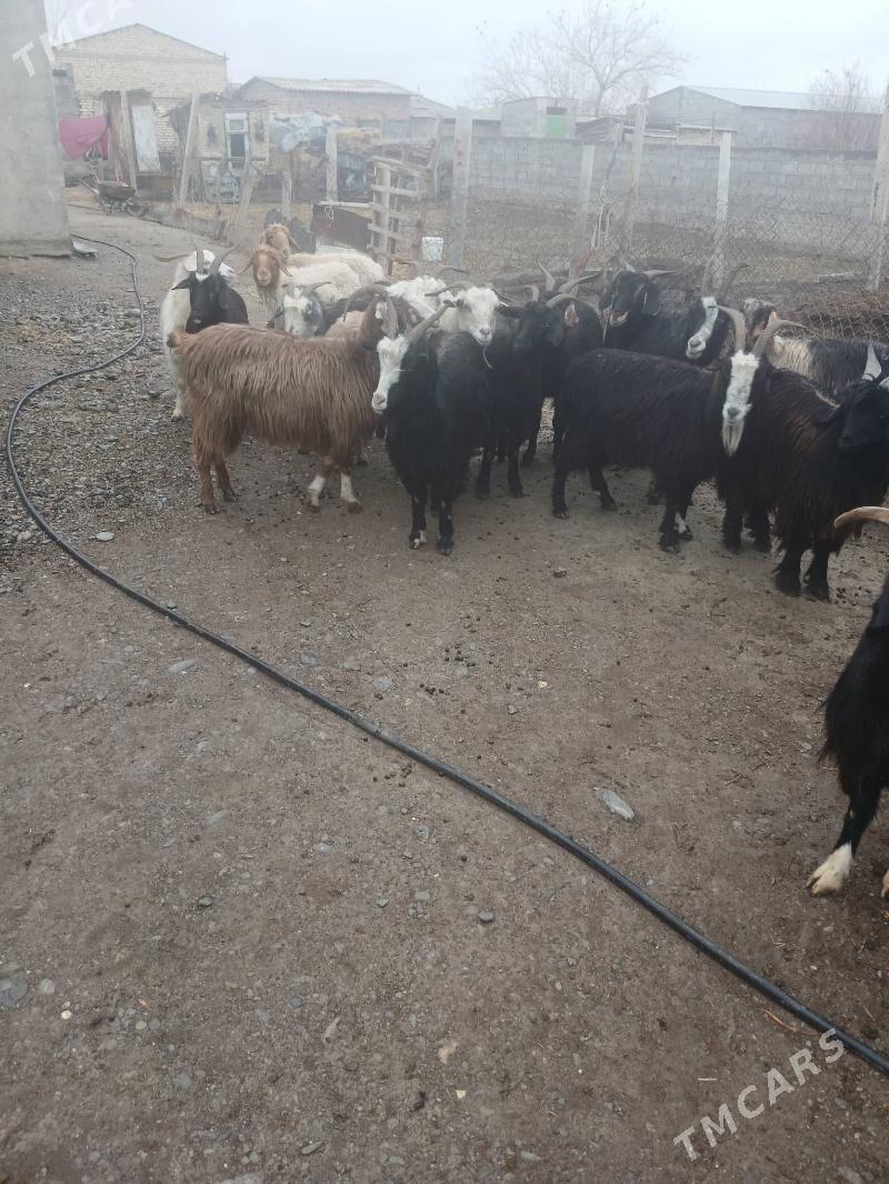 Gysyr geci - Gökdepe - img 1