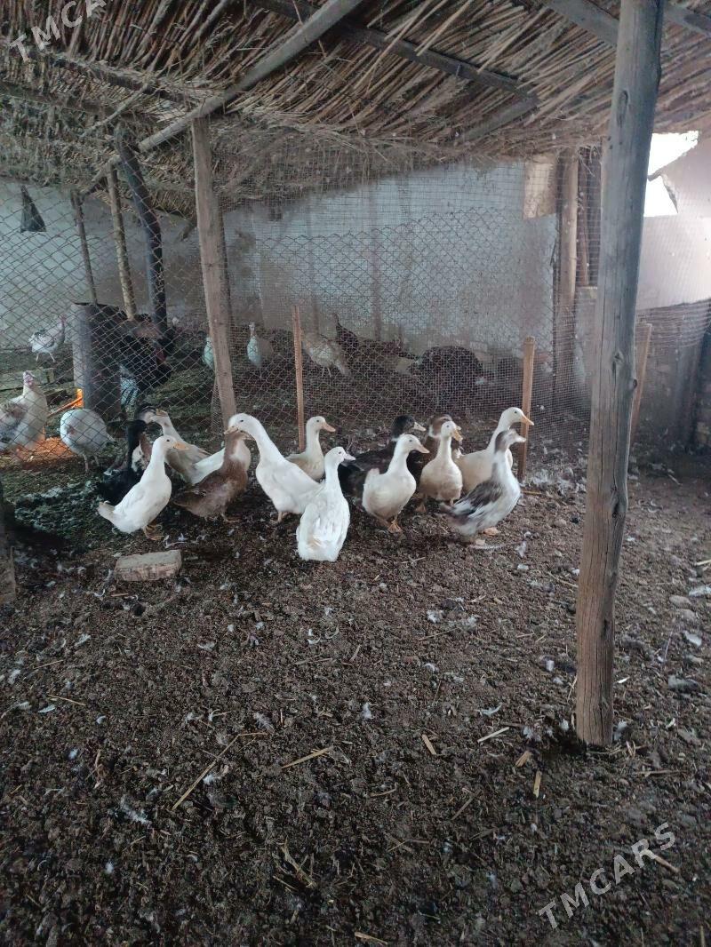 Ördekler - Mary - img 1