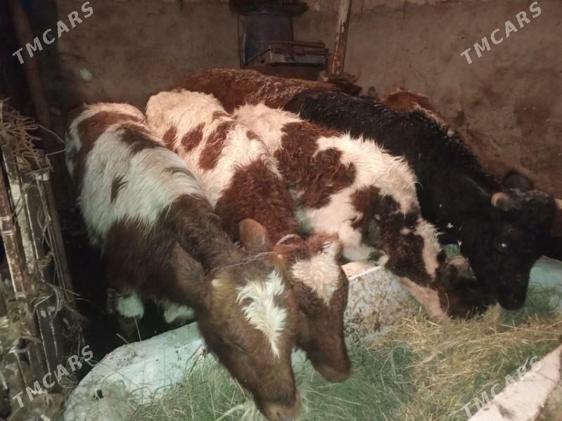 Okuz Tuwe 7-sany - Ашхабад - img 1