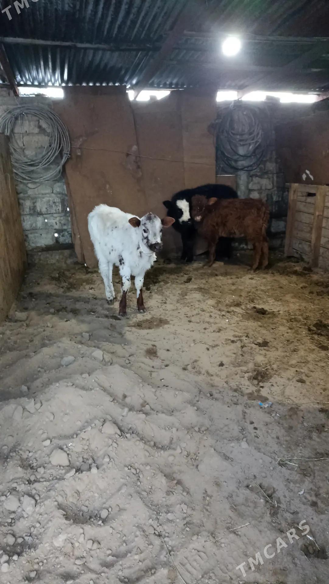 tuwe - Ашхабад - img 1