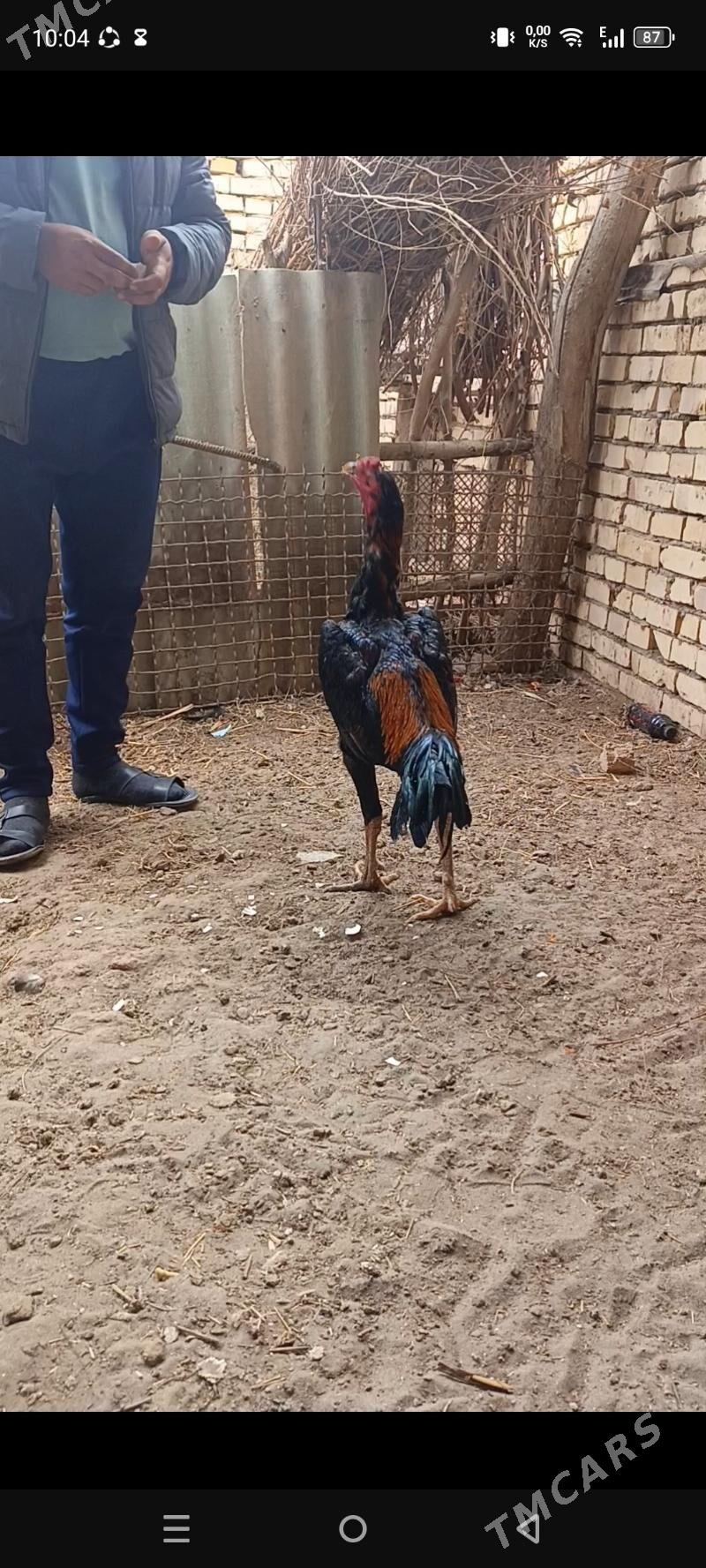 horaz - Керки - img 1