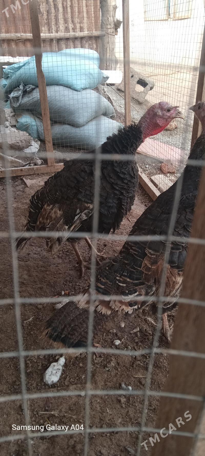 индюк - Шабатский этрап - img 1