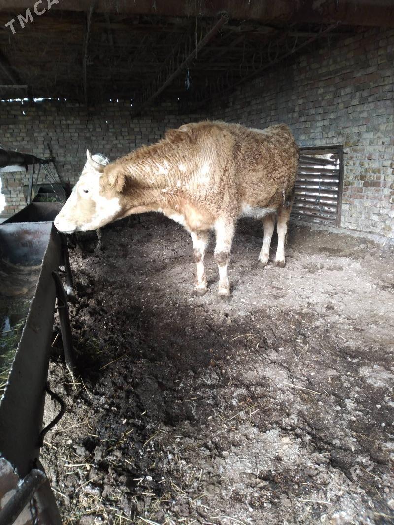 SİMENTAL. UNAJYN - Туркменабат - img 1