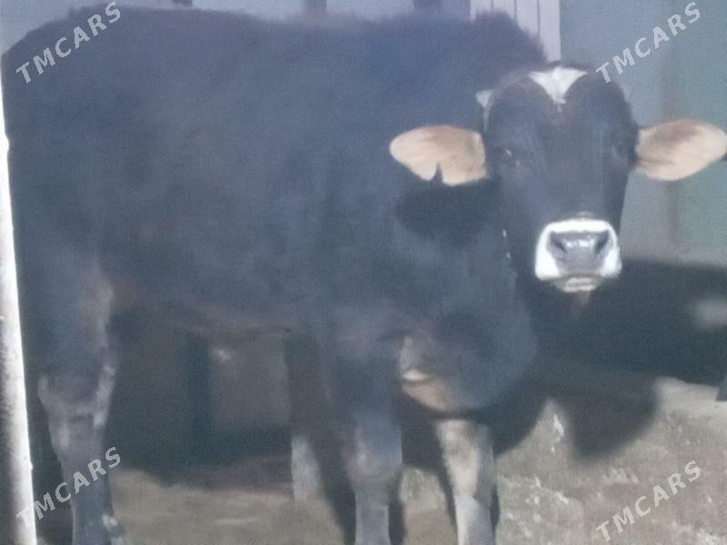 okiz.tuwe - Бузмеин - img 1