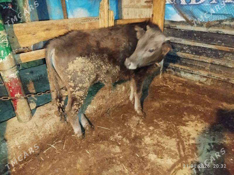 Öküz - Гызыларбат - img 1