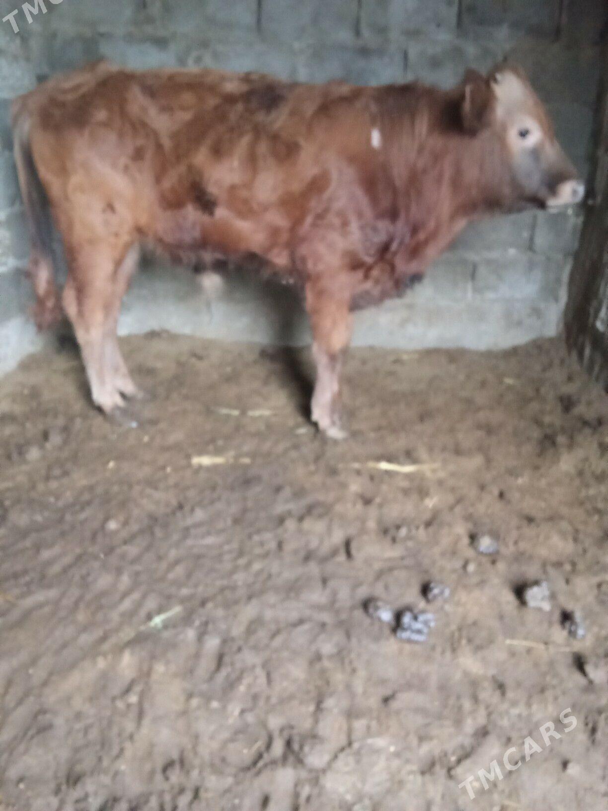 2 öküz - Büzmeýin - img 1